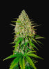 Grapefruit Autoflowering Feminized