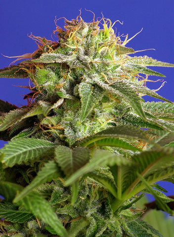 Green Poison F1 Fast Version Feminized