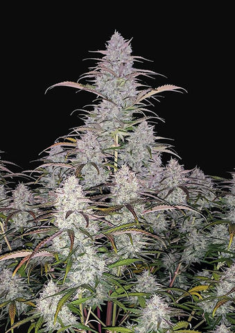 Green Crack Autoflowering Feminized