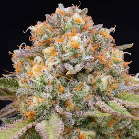 Candy Gas Feminized