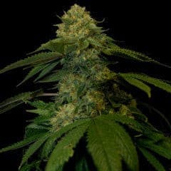 Holy Grail Kush Feminized