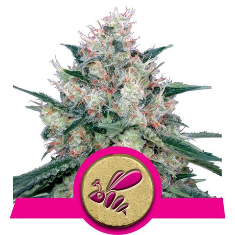 Honey Cream (Fast Flowering) Feminized