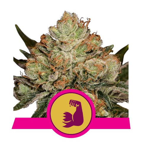 Hulkberry Feminized