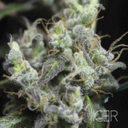 Icer Feminized