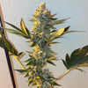 Biscotti 2.0 Feminized