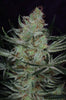 Jack The Ripper Feminized