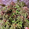 Jelly Donuts Feminized