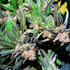 Jelly Donuts Feminized