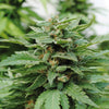KARIBBEAN MANGO Feminized