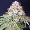 Rocky Melon Feminized