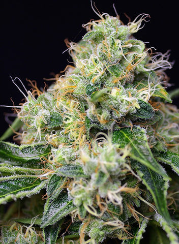 Killer Kush F1 Fast Version Feminized