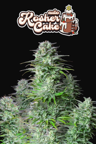 Kosher Cake Autoflowering Feminized