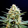 KRITIKAL-K Feminized