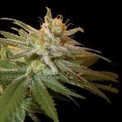 Kushberry Feminized