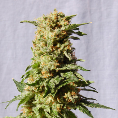 LA BLANCA Feminized