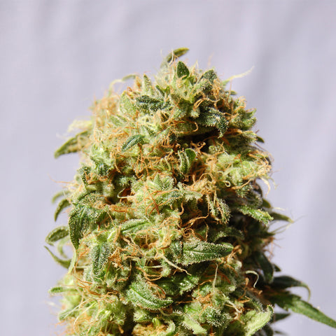 KABOOM AKA LA REINA DE AFRICA Feminized