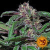 Ayahuasca Purple Feminized