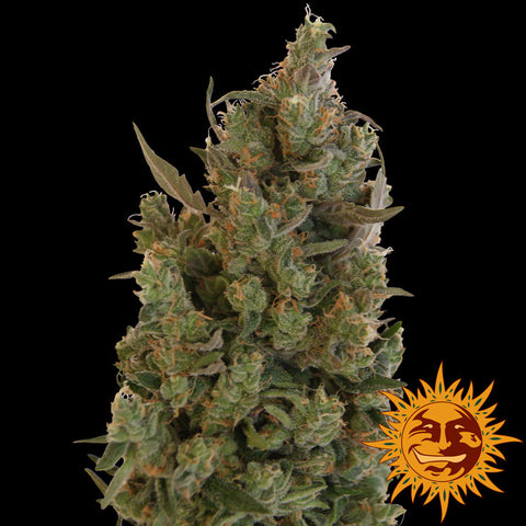 Blueberry Cheese Feminized (AKA Blue Cheese)