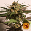 CBD Blue Shark Feminized