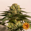 CBD Critical Cure Feminized