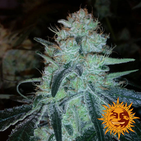 Chronic Thunder Feminized