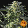 Crimea Blue Feminized