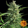 Critical Kush Feminized