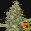 G13 Haze Feminized