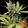 Honey B Feminized