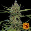 Laughing Buddha Feminized