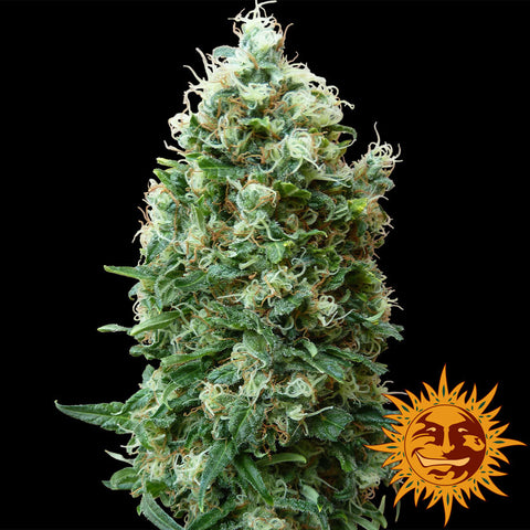 Phatt Fruity Feminized