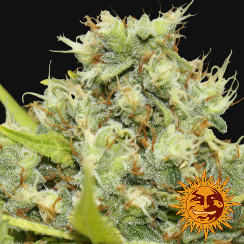 Pineapple Chunk Feminized