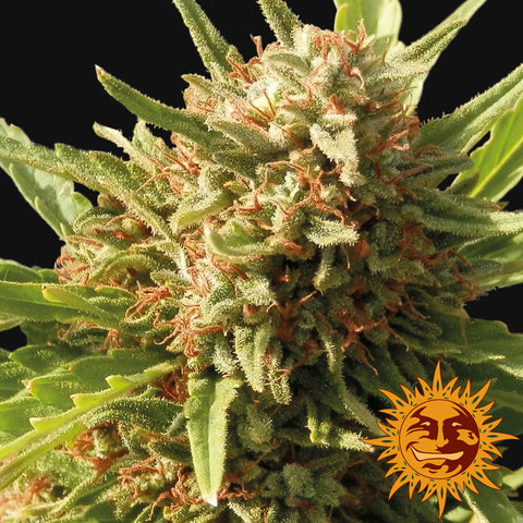 Red Cherry Berry Feminized