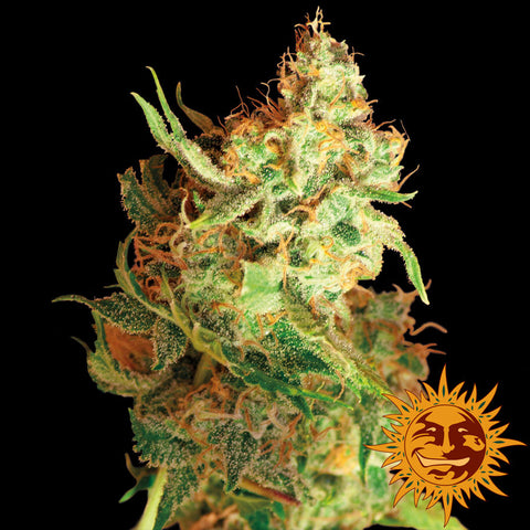 Red Dragon Feminized