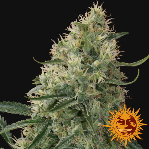 Sin Tra Bajo Autoflowering