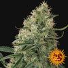 Sin Tra Bajo Autoflowering