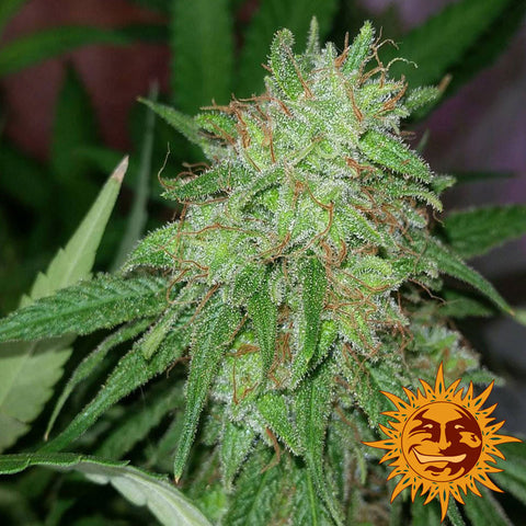 Tangerine Dream Feminized