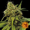 Utopia Haze Feminized