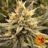 Vanilla Kush Feminized