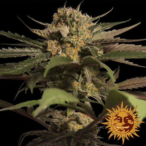 Violator Kush Feminized