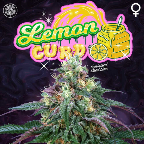 Lemon Curd Feminized