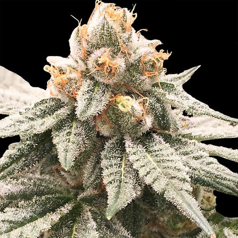 Lemon Oasis Feminized