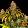 Lemon Tree Feminized