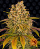 Lemon Tree Feminized