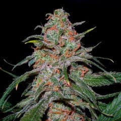 Lemon Skunk Feminized