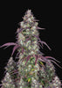 Lemon Pie Autoflowering Feminized