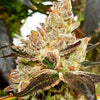 Lemonaid Sherbet Feminized