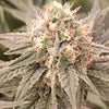 London Velvet Cake Feminized