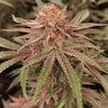 London Velvet Cake Feminized