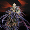 Loukoum Feminized